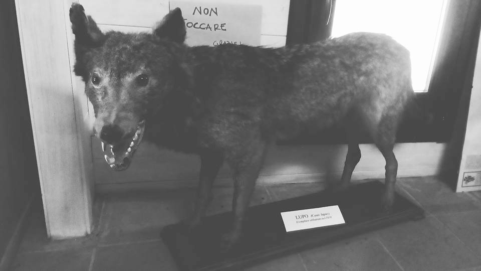 Museo del Lupo 3